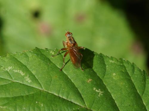 Scathophaga suilla